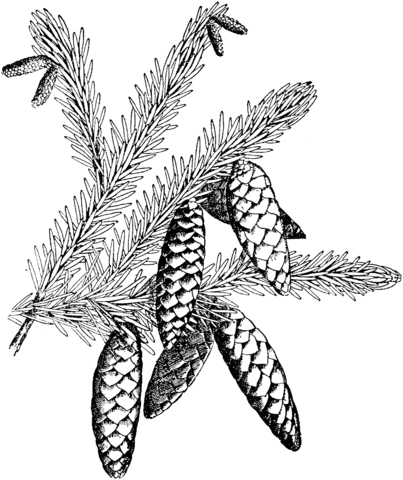 White Spruce Branchlet with Cones Coloring page