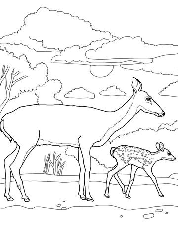 White Tail Deer Baby and Mother Coloring page