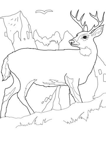 White Tail Deer Coloring page