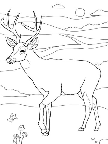 White Tailed Deer Coloring page