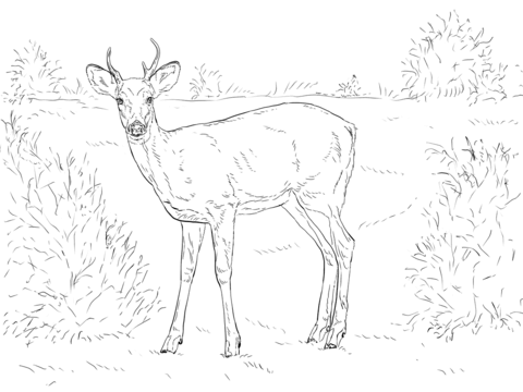 White-tailed Deer Coloring page