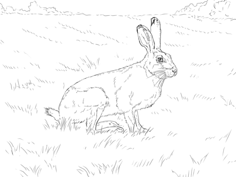 White Tailed Jackrabbit Coloring page