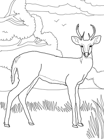 Whitetail Deer Coloring page