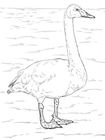 Whooper Swan Coloring page