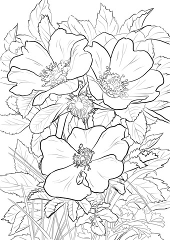 Wild Prairie Rose Coloring page