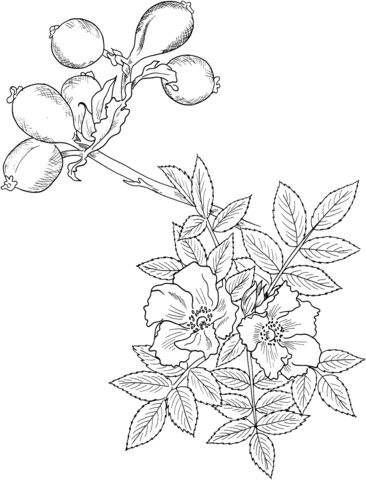 Wild Rose Coloring page
