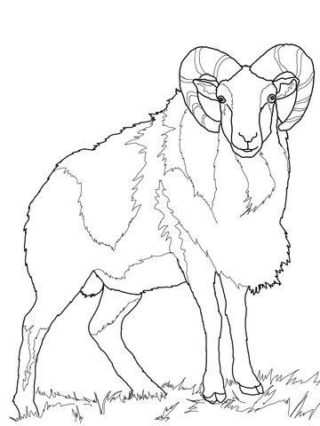 Wild Sheep Mouflon Coloring page