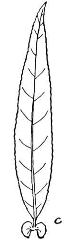 Willow leaf Coloring page