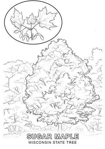 Wisconsin State Tree Coloring page