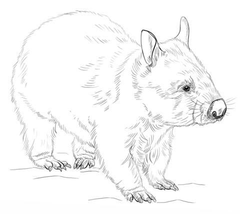 Wombat Coloring page