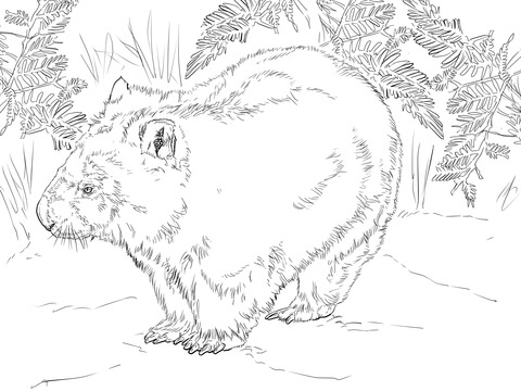 Wombat from Australia Coloring page