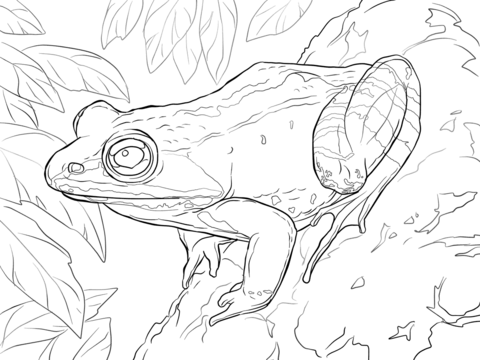 Wood Frog Coloring page