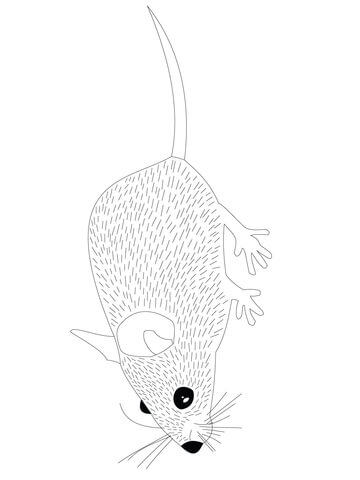 Wood Mouse Coloring page