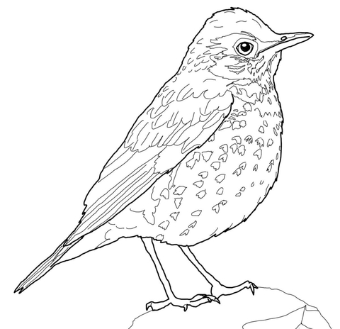 Wood Thrush Bird Coloring page