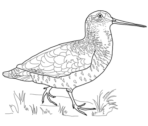Woodcock Bird Coloring page