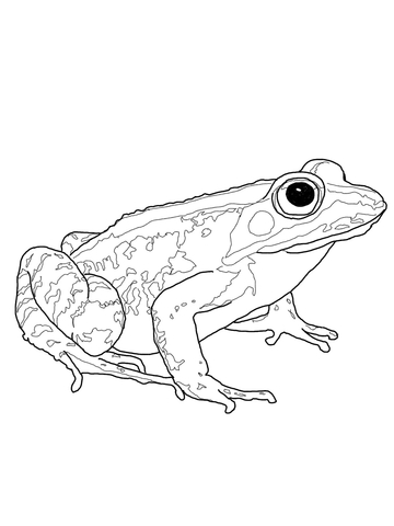 Woodfrog Coloring page