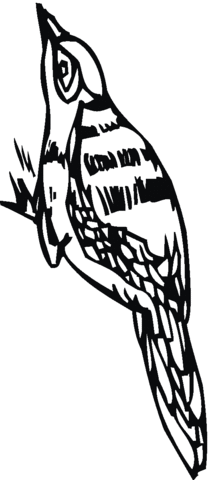 Woodpecker 12 Coloring page