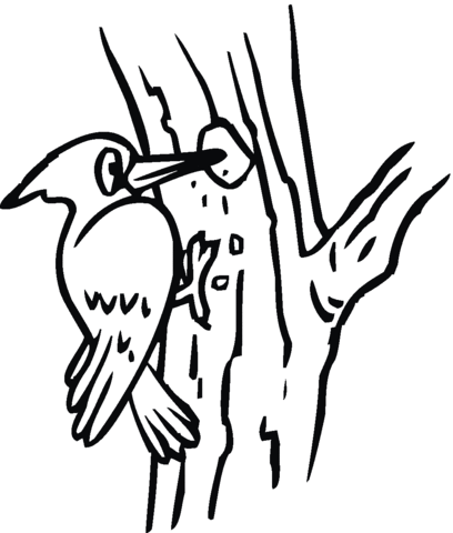 Woodpecker 16 Coloring page