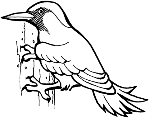 Woodpecker bird Coloring page