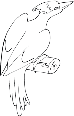 Woodpecker 8 Coloring page