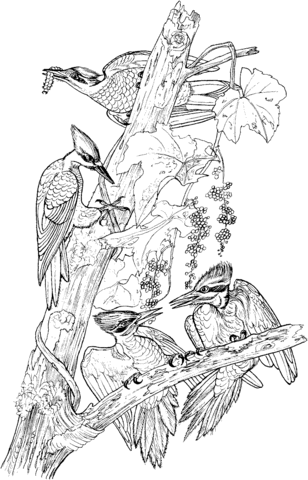 Pileated woodpeckers on tree Coloring page