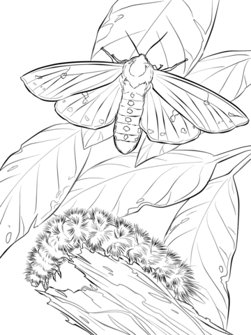 Woolly Bear Moth And Caterpillar Coloring page
