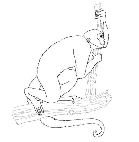 Woolly Monkey Coloring page