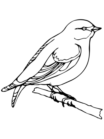 Wren Coloring page