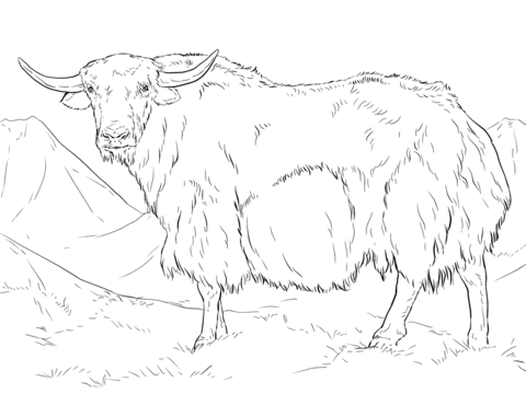 Yak from India Coloring page