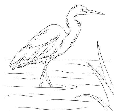 Yellow Billed Egret Coloring page