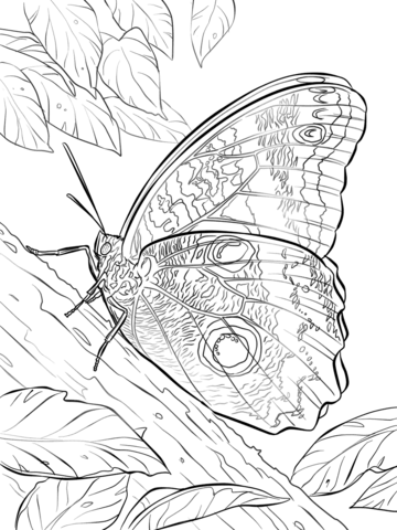 Yellow Edged Giant Owl Butterfly Coloring page