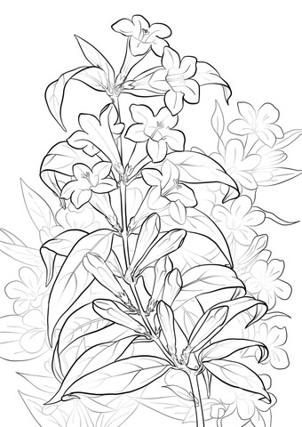 Yellow Jessamine Coloring page