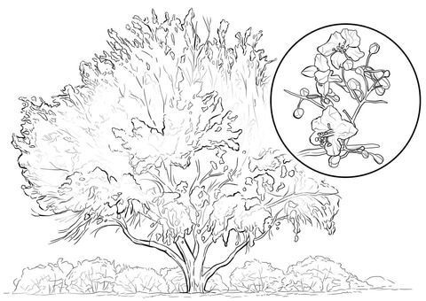 Yellow Palo Verde Coloring page
