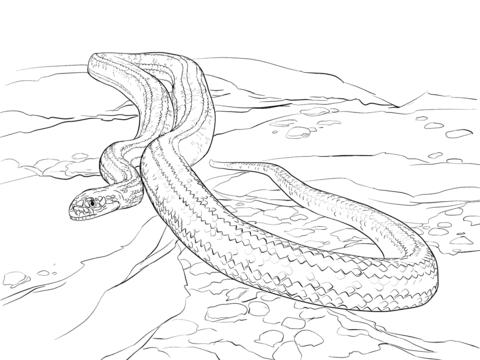 Yellow Rat Snake Coloring page