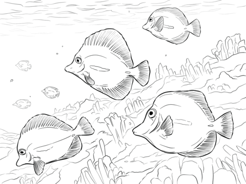 Yellow Tangs Coloring page