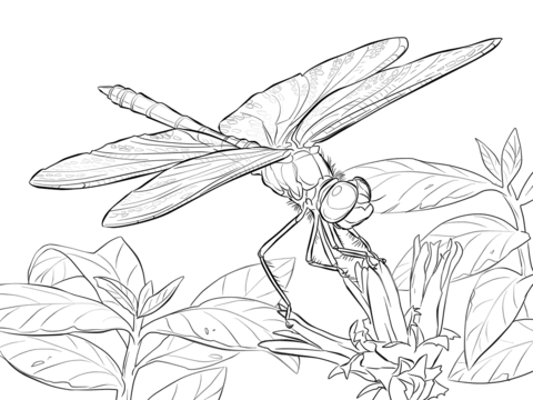 Yellow Winged Darter Dragonfly Coloring page
