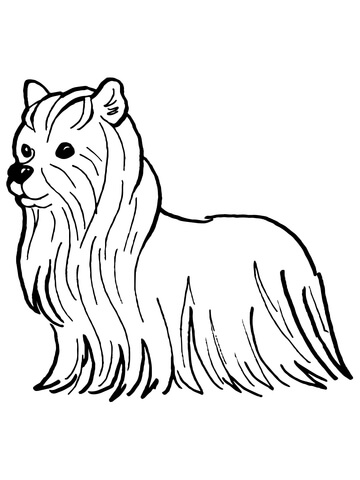 Yorkshire Terrier Coloring page