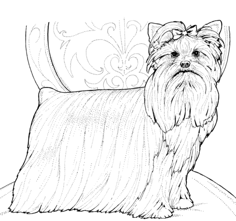 Yorkshire Terrier or Yorkie Coloring page