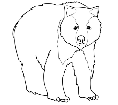 Young Grizzly Bear Coloring page