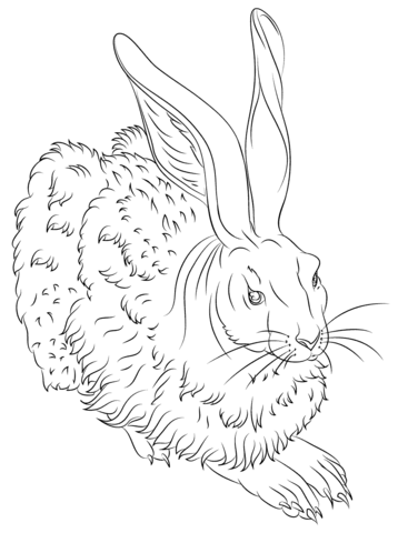 Young Hare  by Albrecht Durer Coloring page
