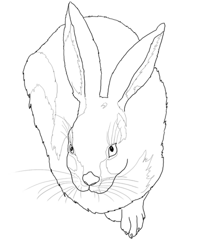 Young Hare by Albrecht Durer Coloring page