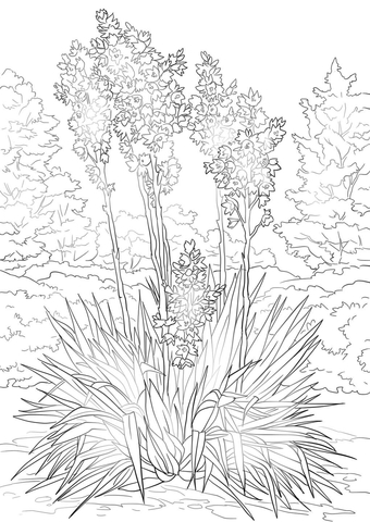 Yucca Flower Coloring page