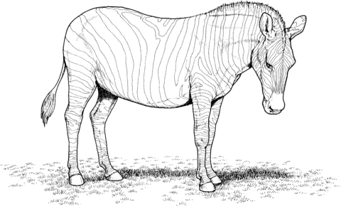 Zebra 1 Coloring page