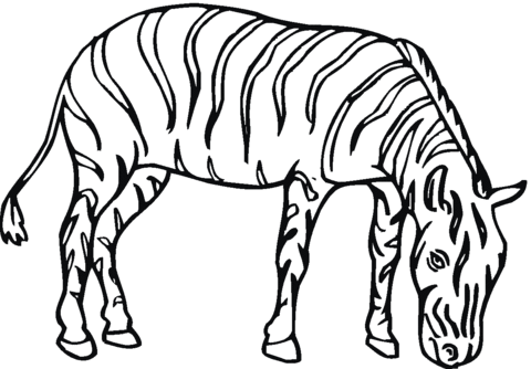 Zebra 10 Coloring page