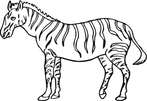 Zebra 2 Coloring page