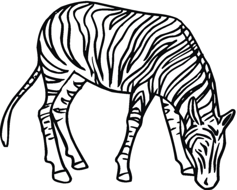 Zebra 4 Coloring page