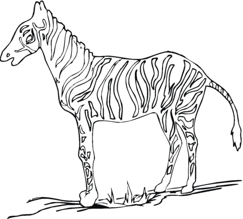 Zebra 5 Coloring page