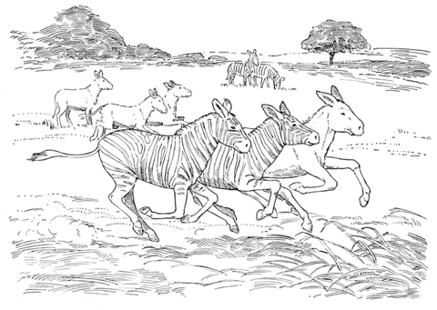 Zebra And The Horses Run Together Coloring page