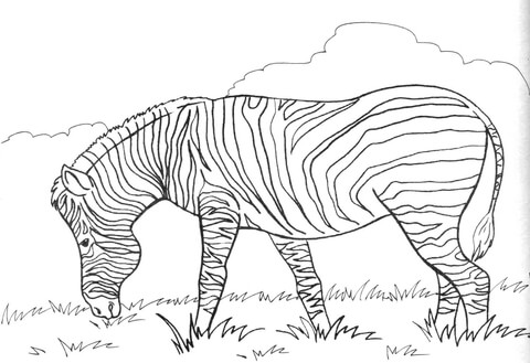 Zebra Eats Grass Coloring page