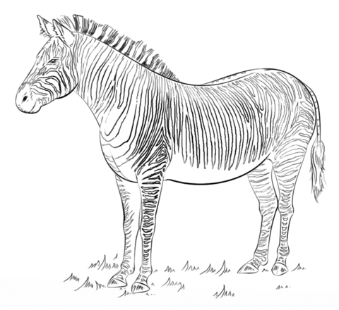 Zebra Coloring page